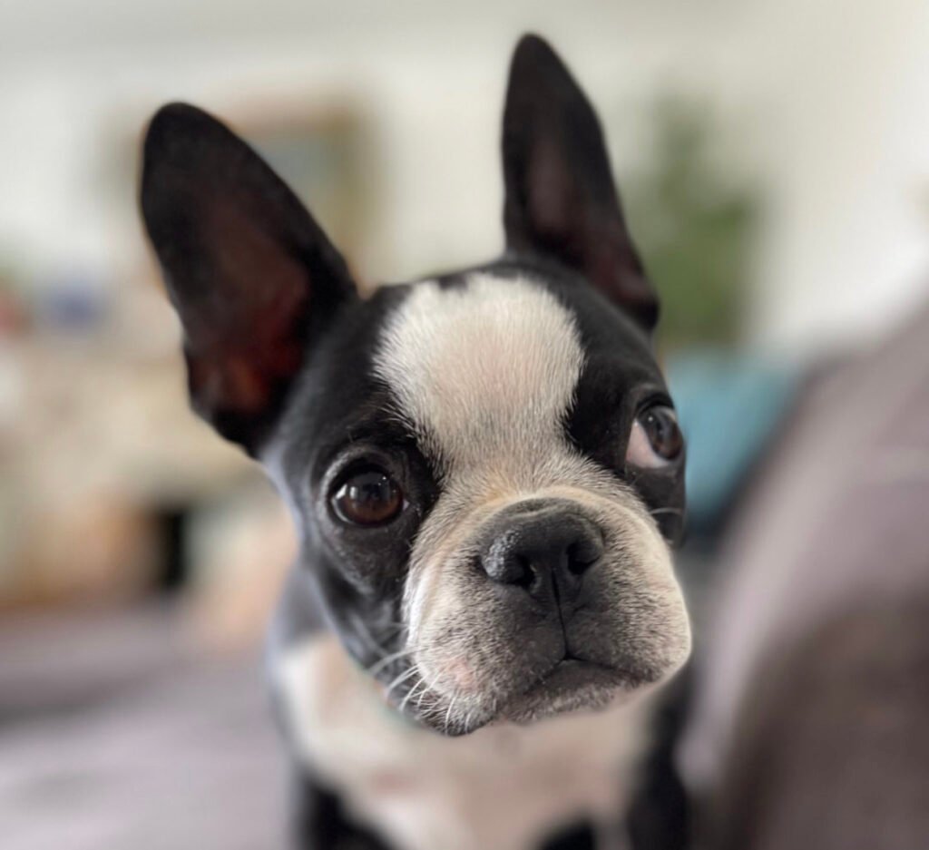 Boston Terrier puppy available for adoption at Little Paws Boston Terriers.
