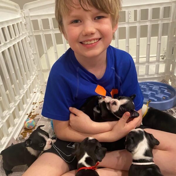 Boston Terrier puppy available for adoption at Little Paws Boston