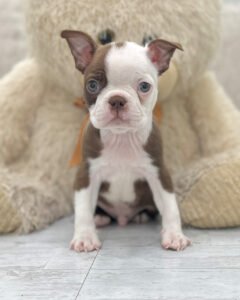 Haze, a male Boston Terrier puppy, available for adoption at Little Paws Boston Terriers.