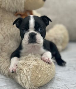 Bertie, a female Boston Terrier puppy, available for adoption at Little Paws Boston Terriers.