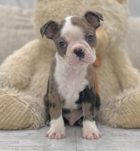 Buddy, a male Boston Terrier puppy, available for adoption at Little Paws Boston Terriers.