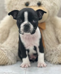 Alex, a male Boston Terrier puppy, available for adoption at Little Paws Boston Terriers.