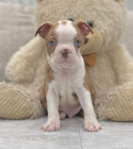 Dasher, a male Boston Terrier puppy, available for adoption at Little Paws Boston Terriers.