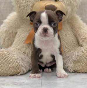 Odie, a female Boston Terrier puppy, available for adoption at Little Paws Boston Terriers.