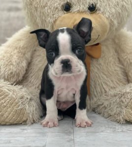 Odie is a sweet and energetic female Boston Terrier puppy. She has undergone ENS, scent training, and noise desensitization. Odie comes with a health certificate, deworming, vaccinations, and AKC registration, making her a perfect addition to any loving family.