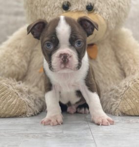 Snicker, a male Boston Terrier puppy, available for adoption at Little Paws Boston Terriers.