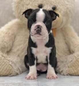 Milo, a male Boston Terrier puppy, available for adoption at Little Paws Boston Terriers.