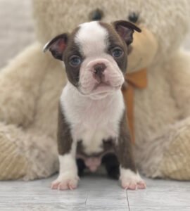 Gizmo, a curious male Boston Terrier puppy available for adoption at Little Paws Boston Terriers.