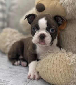 Nora, a sweet female Boston Terrier puppy available for adoption at Little Paws Boston Terriers.