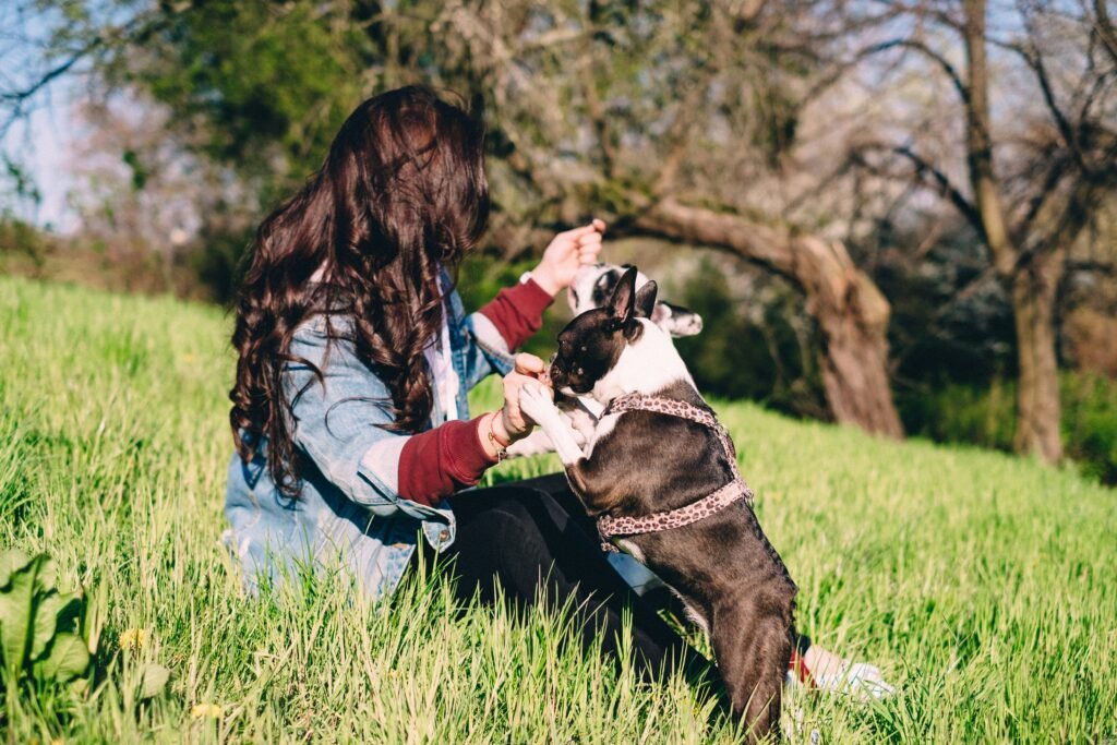 Boston Terrier Puppy Receiving Veterinary Checkup