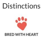 ​AKC-registered Boston Terrier puppies